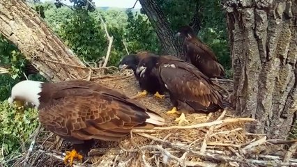 8 Times Wild Animals Surrounds Its Prey So It Can't Escape