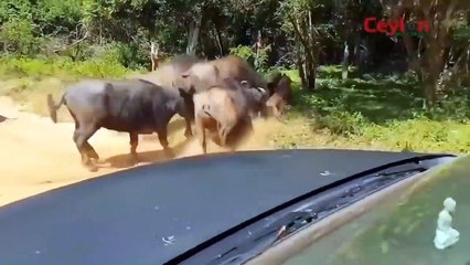 100 Buffalo vs Lion - Mad Buffalo herd killed the Lion   Leopard, Lion hunts Wildebeest but failed