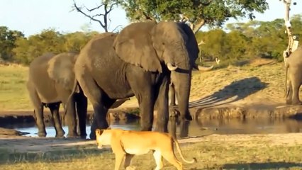 Crazy Moments Of Wild Animals - Baby Hippo try to saves his mother but fails