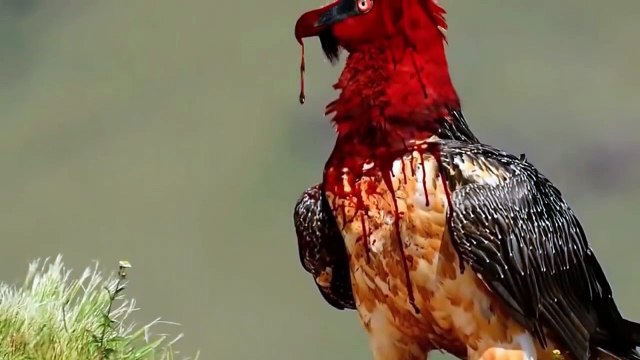 Eagles fly in the sky to stalk their prey Eagle vs Leopard steal the eggs