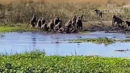 Gorilla Terrible Power...Angry Gorilla Destroy Crocodile For Daring To Attack Its Baby