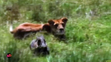 Horrifying Scene ! Lion and Leopard devour the Warthog  Mother Warthog try to save baby but failed