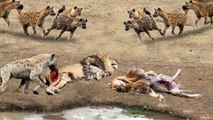 Hyenas teamup to attack the male lion to death   Lion king angry hunting wild animal