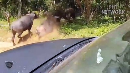 Leopard Failed Miserably When Clashing With Buffalo Family   Wild Animal Attack 2022