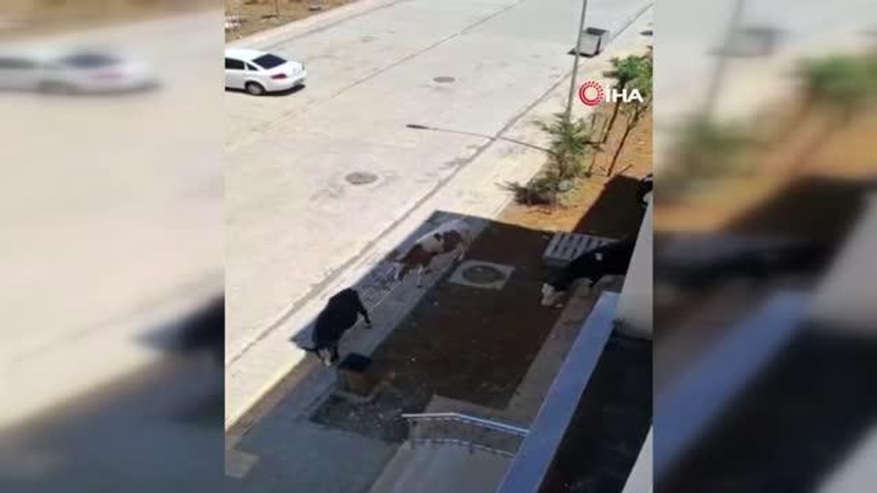 Lağım suları evlerinin içine dolan site sakinleri isyan etti