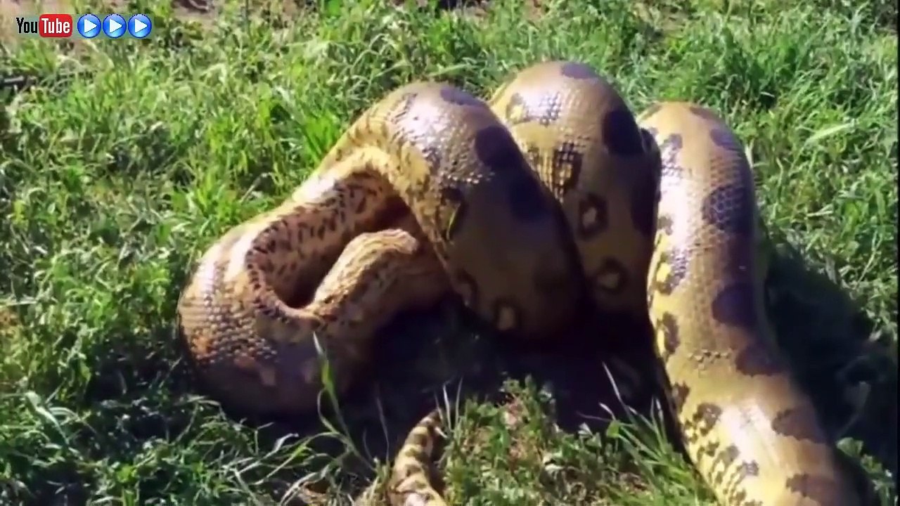 Big Battle In The Desert! King Cobra VS Mongoose - Who Will Be The Winner