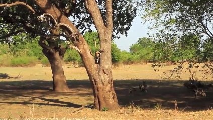 12 Wild dogs attacks Leopard, Elephant to rob the prey