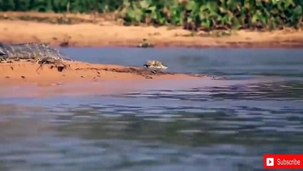 Lion vs Leopard - Most Amazing Moments Of Wild Animal Fights - Wild Discovery Animals 2018