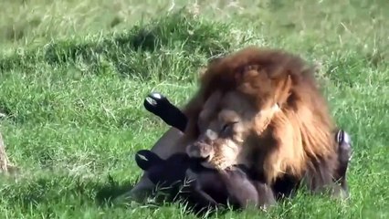 Life is Not Easy With The Lion King! Lions Failed to Control Prey, Buffalo, Zebra, Giraffe
