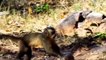 Amazing Wild Animal Fights Caught On Camera, monkey vs python, Lion, leopard, wild boar