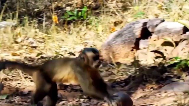 Amazing Wild Animal Fights Caught On Camera, monkey vs python, Lion, leopard, wild boar