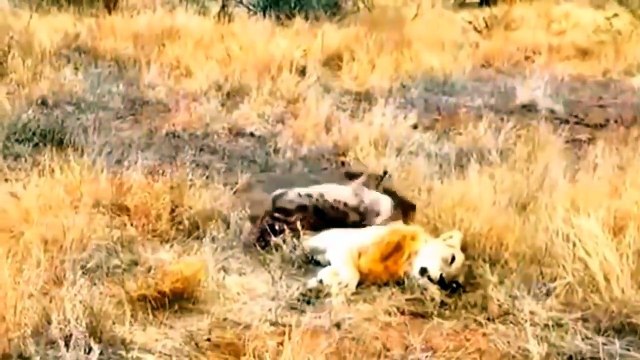 The Best Of Animal Attack 2022 - Most Amazing Moments Of Wild Animal Fight! Wild Discovery Animal p3