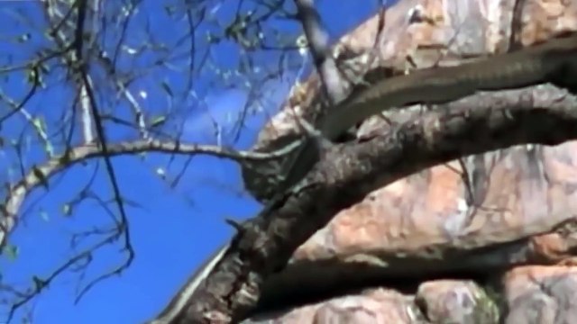 Lion vs Giant Snake Real Fight Battles, Lion had to die when he dared to attack it