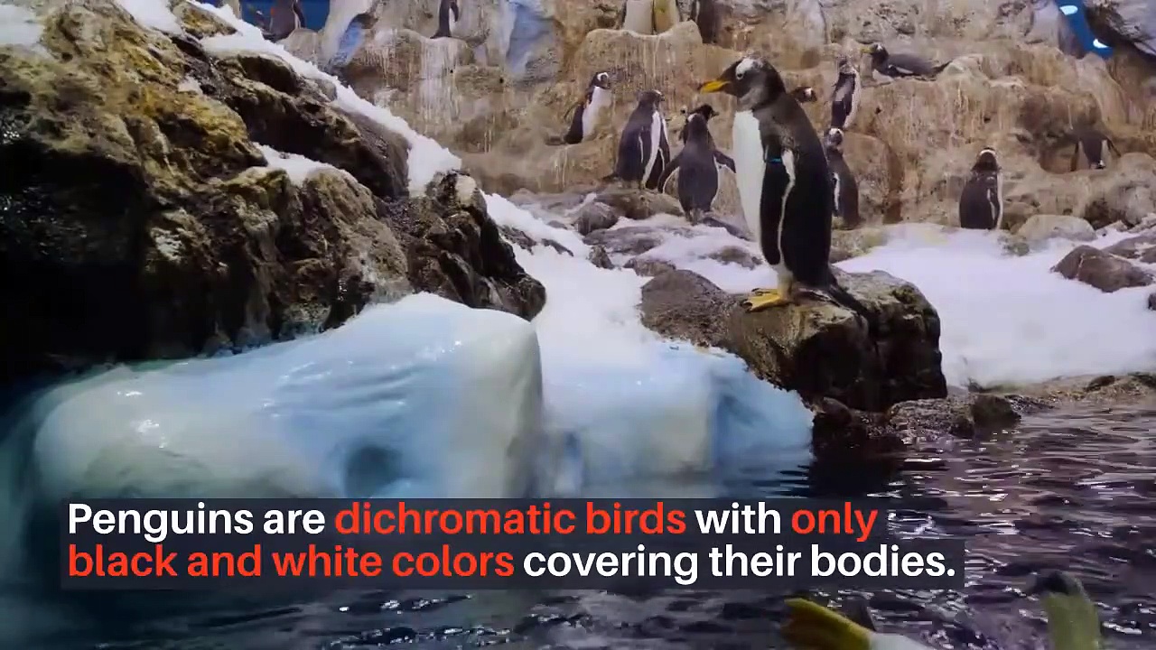 Types of penguins || types of penguins and where they live || types of penguins that fly