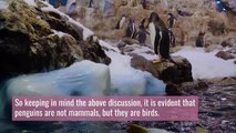 Are penguins mammals || Why is a penguin considered a mammal || Are penguins mammals or amphibians?