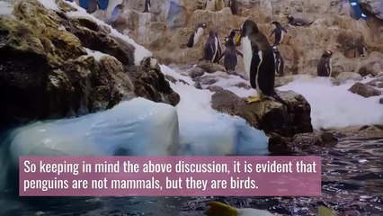 Download Video: Are penguins mammals || Why is a penguin considered a mammal || Are penguins mammals or amphibians?