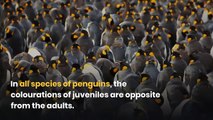 Baby Emperor Penguin || 10 baby emperor penguin facts || What do baby emperor penguins look like?