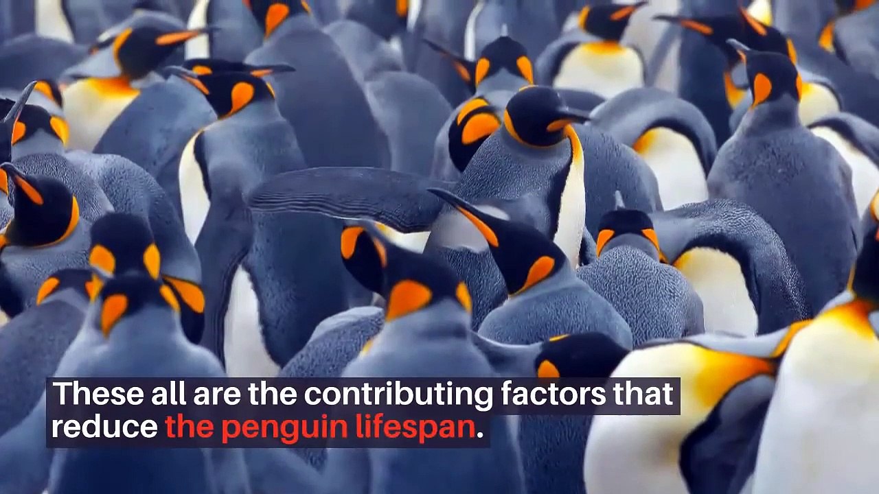 Penguin lifespan How Long Do Penguins Live penguin lifespan in