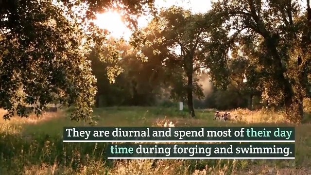 Little penguins || little penguin habitat || little penguin facts || Little penguin behavior