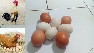 cara paling mudah membedakan telur jantan atau betina untuk kita tetaskan