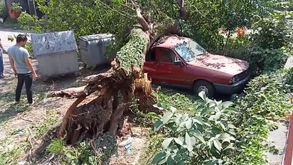 Çürüyen dut ağacı, park halindeki aracın üzerine devrildi