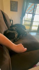 Dog Donkey Kicks Pesky Owner Tickling Foot