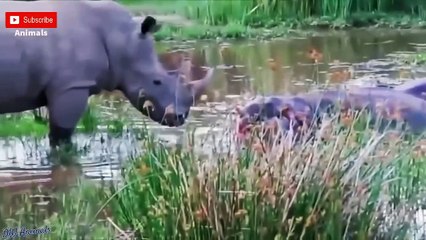 Big battle craziest of Rhino vs Wild Animal - Lion, Leopard, Elephant, Hyenas vs Rhino