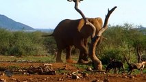 Newborn Baby Elephant Is Mercilessly Destroy By Pack Of Bloodthirsty Wild Dogs   Wild Animal Attack