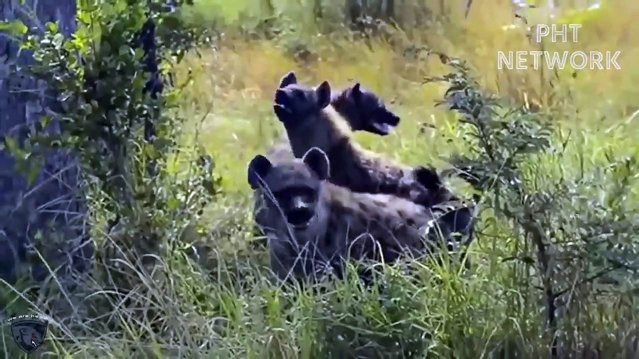 Newly Born Lion Cub Was Brutally Destroy By Hyena Pack, Mother Lion Is In Pain   Wild Animal Attack