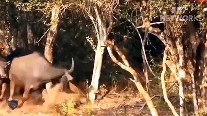 Stupid Leopard Who Didn't Notice Was Brutally Destroy By Warthog   Wild Animal Attack