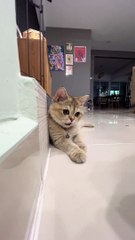 British Shorthair Cat Copies Owner's Coin Trick