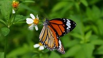 What's hurting monarch butterflies and how we can help them bounce back