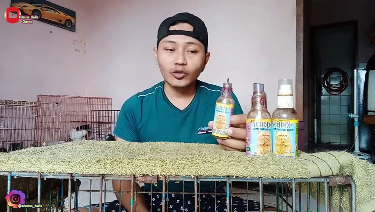 CARA MUDAH MENGOBATI ANAK KUCING KENA JAMUR BERKERAK TERBUKTI AMPUH @kucingmasaries