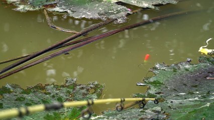 NHÀ ĐẤT CHÍNH CHỦ | CÂU CÁ MÀ GẶP CÁ QUỶ CÁ YÊU ĂN HOÀI KHÔNG DÍNH