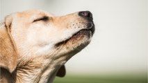 5 mind-blowing facts about your dog’s most important organ