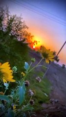 Nature video status | whatsapp status with Nature