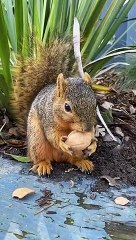 cute animal video #cute #animals #animal #short