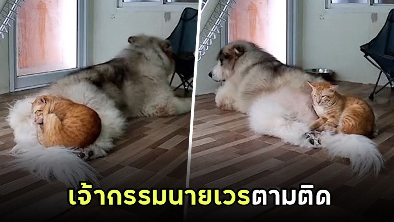 ตูบมีเซ็ง เมื่อเจอเจ้ากรรมนายเวรในรูปแบบ... แมว...