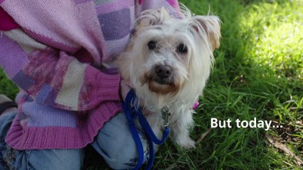 RSPCA WA celebrates turning 130 years old with emotional video | August 2, 2022 | Busselton-Dunsborough Mail
