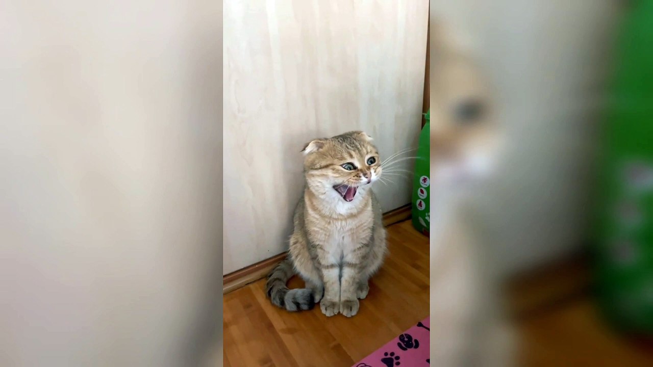 Funny cat