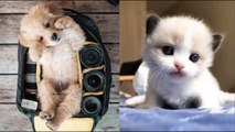 AW CUTE BABY ANIMALS Videos Compilation Funniest and cutest moments of animals
