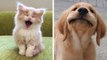 Cute baby animals | Cutest moments of puppies, kittens and pets
