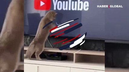 Uygulamanın açılış süresini beklerken, sinir krizi yaşayan kedi sahibini şaşırttı