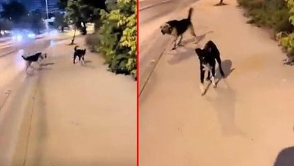 Evine giden Sivaslı gence sataşan köpekler, hayatının pişmanlığını yaşadı