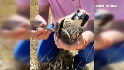 Merhametli sürücü, yol üzerinde duran yaralı doğana yardım eli uzattı