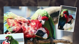Parrot World - visite du 15/07/2022 / visit on 07/15/2022
