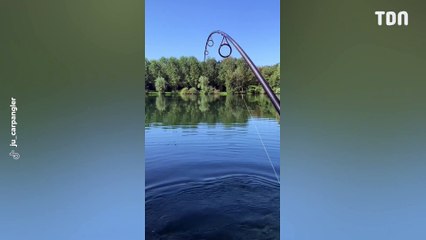 Il pêche une carpe de plus de 30 kilos, sacrée bête !