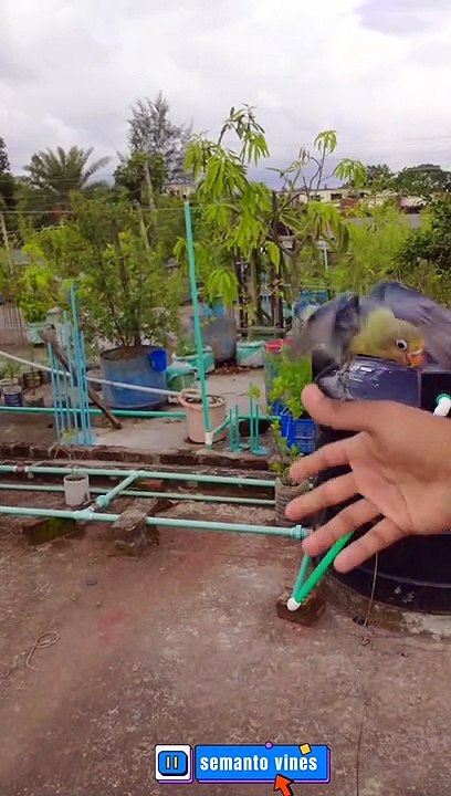 Fly time (lovebird)  #lovebird #lovebirdbreeding #birdlover