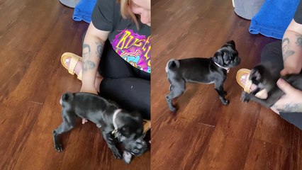 'First meeting between two adorable puppies goes AWFULLY WRONG!'