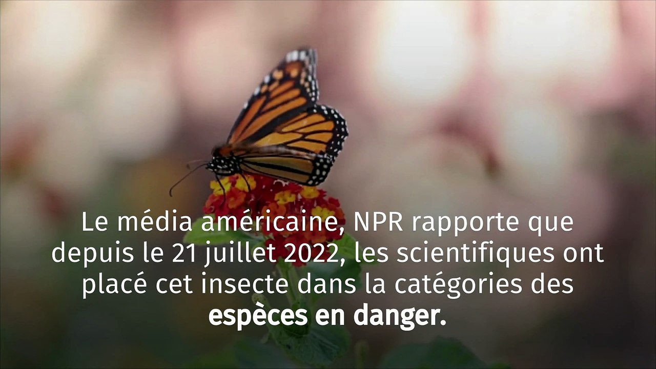 Le Papillon Monarque vient se rajouter à la liste des espèces protégées